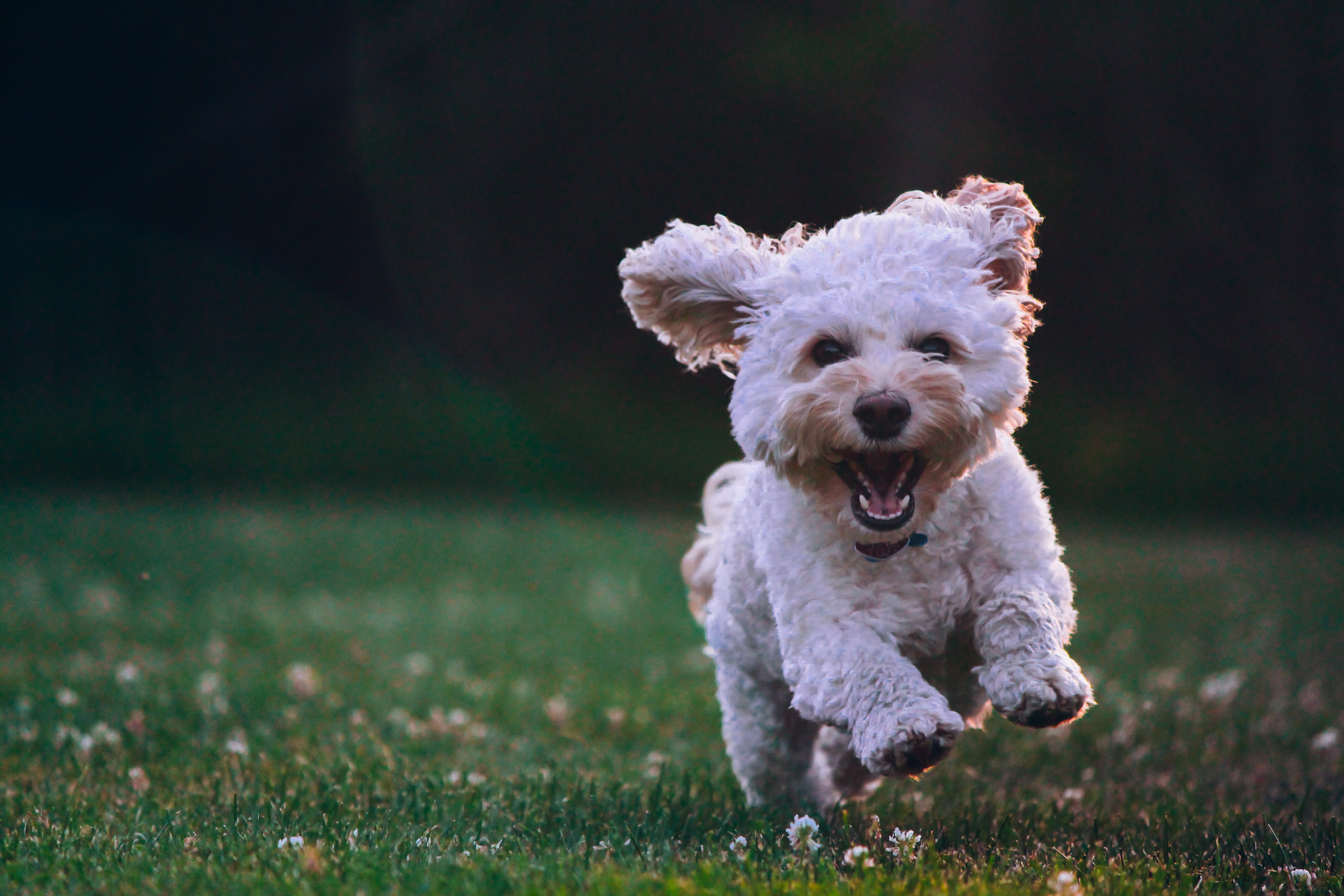 This dog just learned how to use Amazon MSK, look how happy he is!